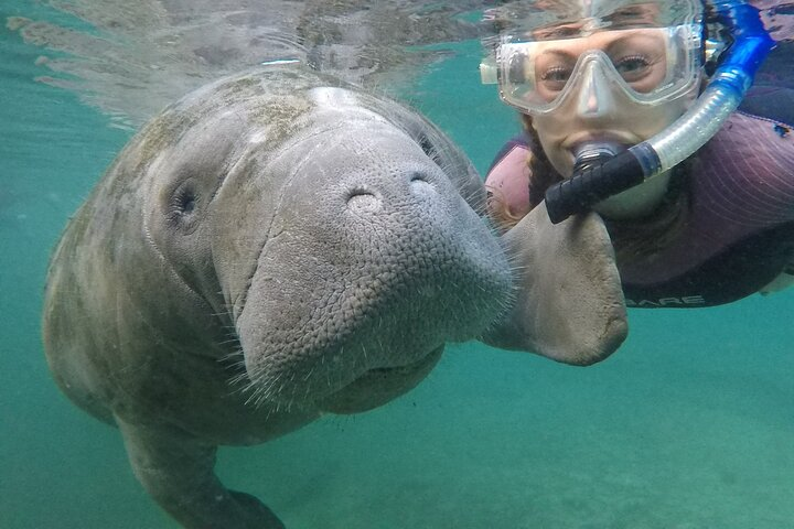 Small Group Manatee Snorkel Tour with In-Water Guide and Photographer - Photo 1 of 10